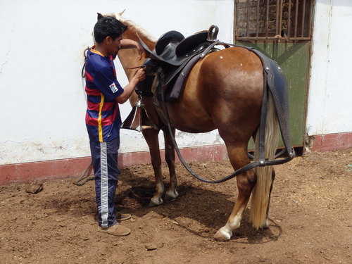 Peruvian Step Horse Show.